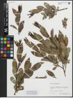 Foto von Salix pentandra L.